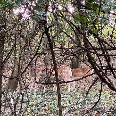 Rosemary * ברטיסלאבה