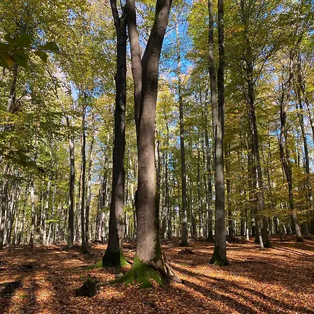 Appartement Rosemary