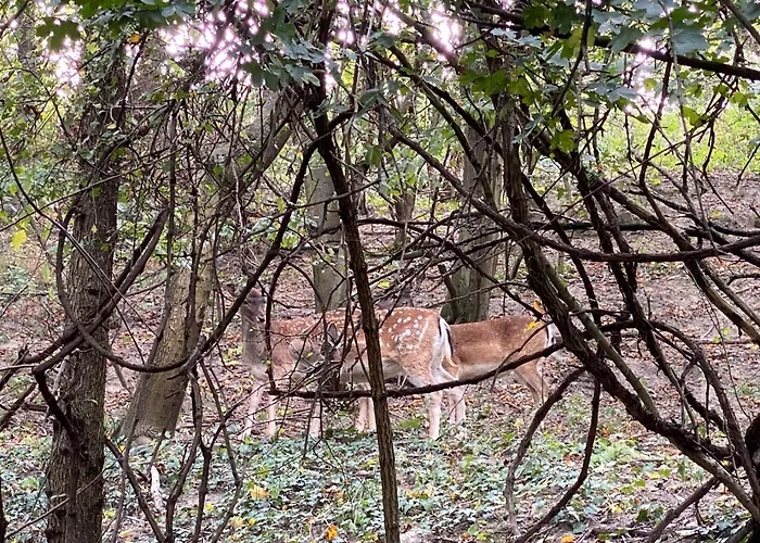 Rosemary * براتسيلافا